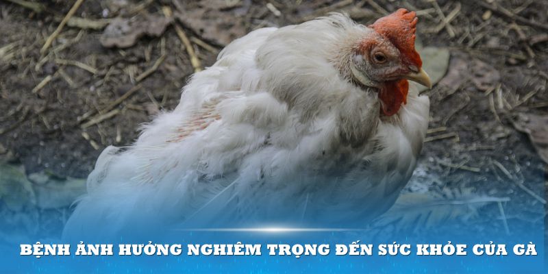 Bệnh ảnh hưởng nghiêm trọng đến sức khỏe của các loại gà