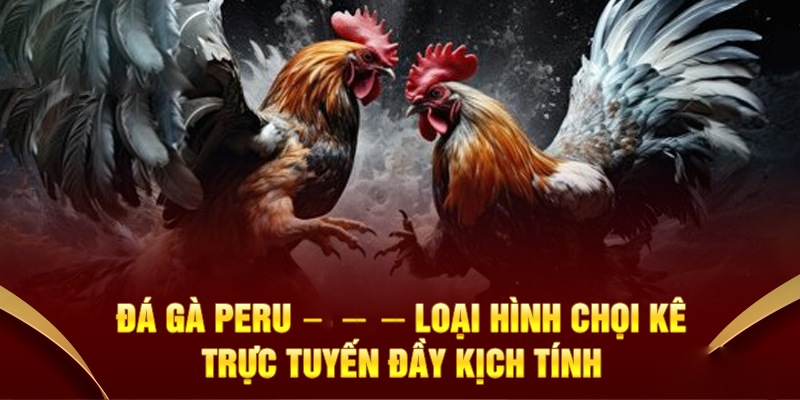 Gà Peru nổi tiếng với khả năng hiếu chiến và lì đòn, thân hình chắc khỏe