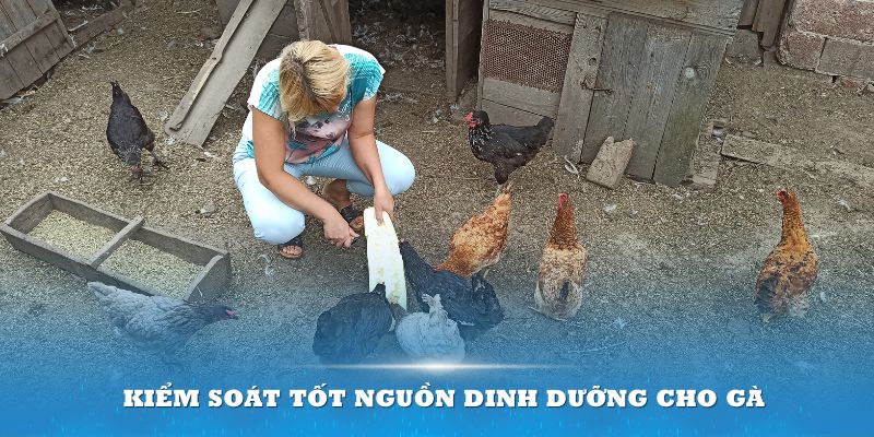 Kiểm soát tốt nguồn dinh dưỡng cho gà