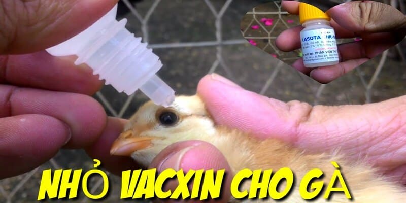 vacxin cho gà