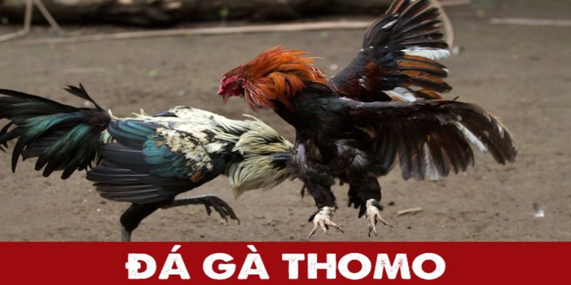 Thông tin chung về đá gà Thomo - Hình thức giải trí ăn khách