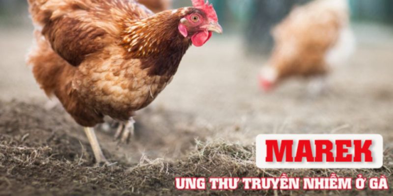 Tìm hiểu về bệnh Marek ở gà rất nghiêm trọng hiện nay