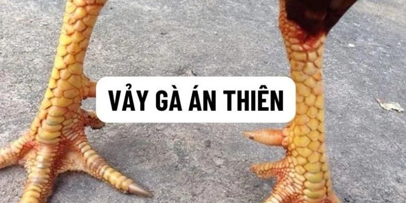 vảy án thiên