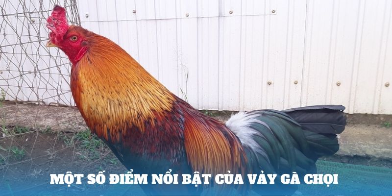 Một số điểm nổi bật của vảy gà chọi 