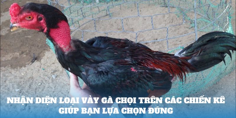 Nhận diện loại vảy gà chọi trên các chiến kê giúp bạn lựa chọn đúng