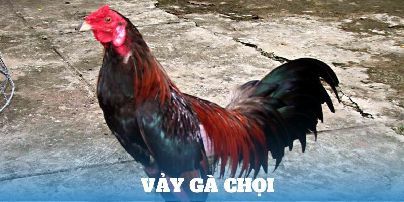 vảy gà chọi