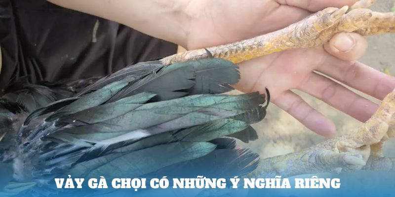 Vảy gà chọi có những ý nghĩa riêng