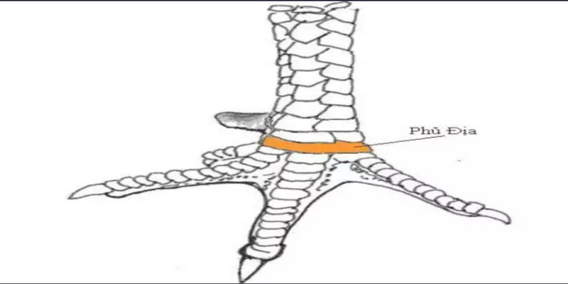 vảy phủ địa