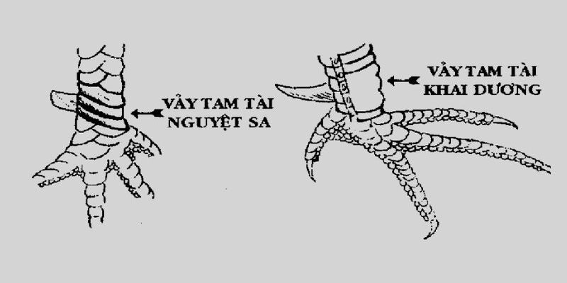 Dấu hiệu để nhận biết loại vảy cực đẹp của gà chọi