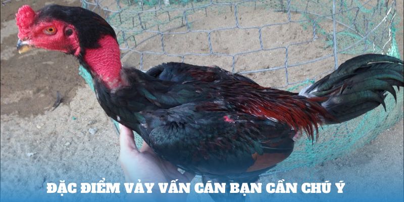 Đặc điểm Vảy Vấn Cán bạn cần chú ý