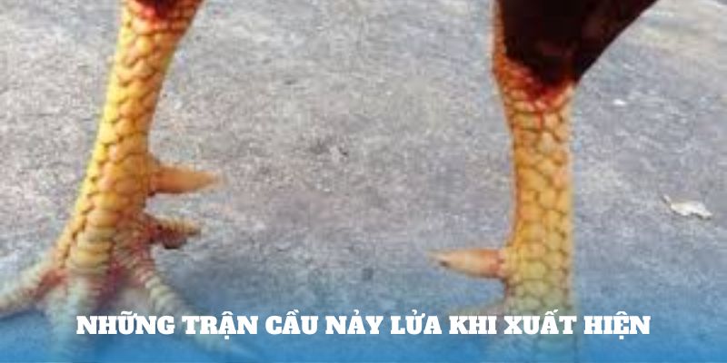 Những trận cầu nảy lửa khi xuất hiện