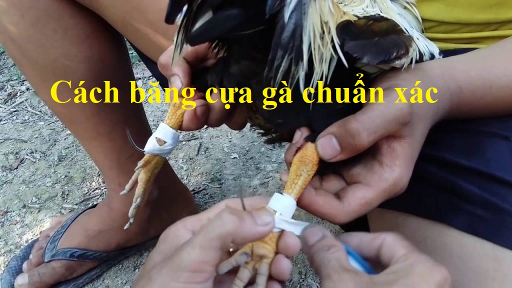 Băng cựa cho gà là một kỹ thuật quan trọng không thể thiếu trong bộ môn đá gà