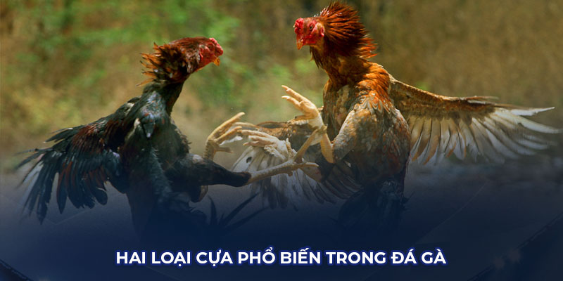 Cựa sắt và cựa dao luôn được sử dụng phổ biến trong môn đá gà